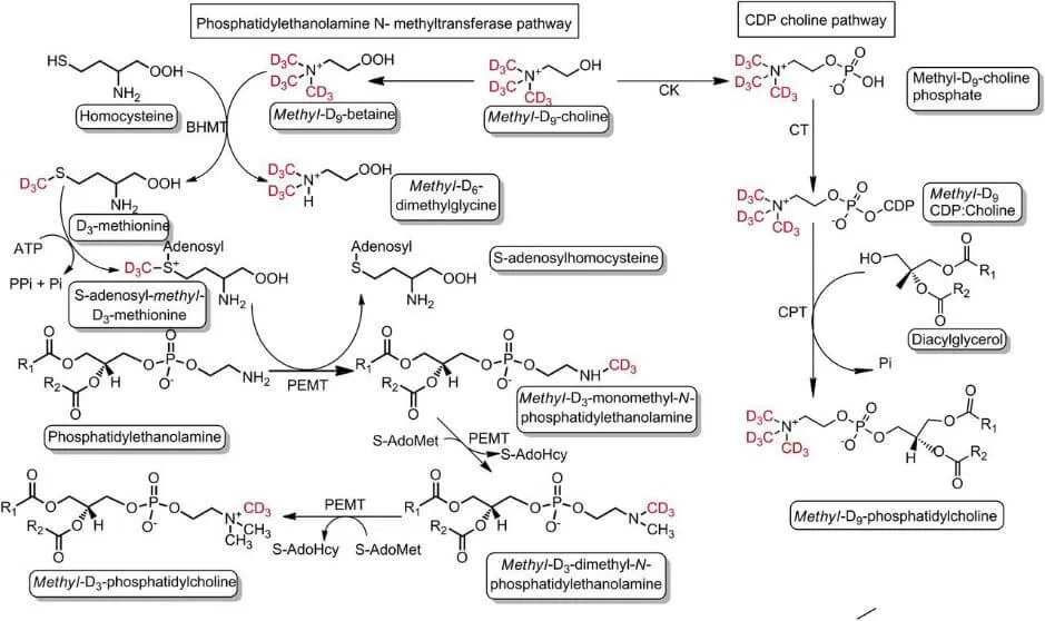 Figure 2. Schematic illustration of PC synthesis via the CDP-choline and PEMT pathways (Dushianthan A. et al., 2018).